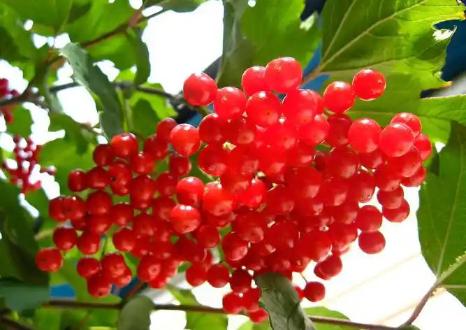 五味子：小小漿果，養(yǎng)生瑰寶